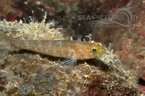 KV Gelbkopfgrundel Gobius xanthocephalus  KR 06 243