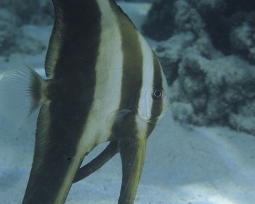 Fledermausfische