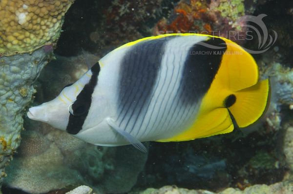 Chaetodon ulietensis