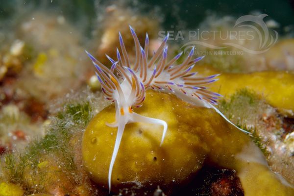 Cratena peregrina