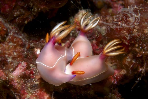 Hypselodoris bullocki 