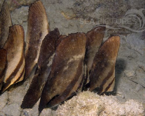 Fledermausfische