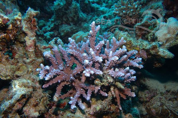 KV Acropora sp. RO 05