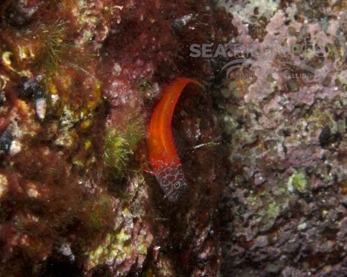 Schleimfische