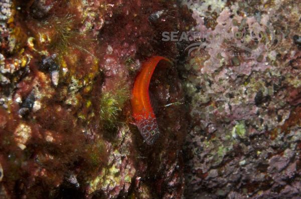 KV Schwarzkopf-Schleimfisch Lipophrys nigriceps  KR 06 1202