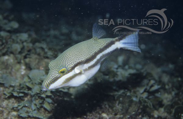 KV Canthigaster callisterna AU JU 04