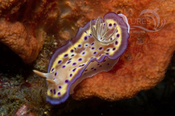 KV Chromodoris kunie PH 08 05670