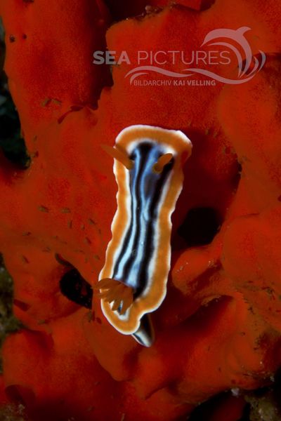 Chromodoris magnifica