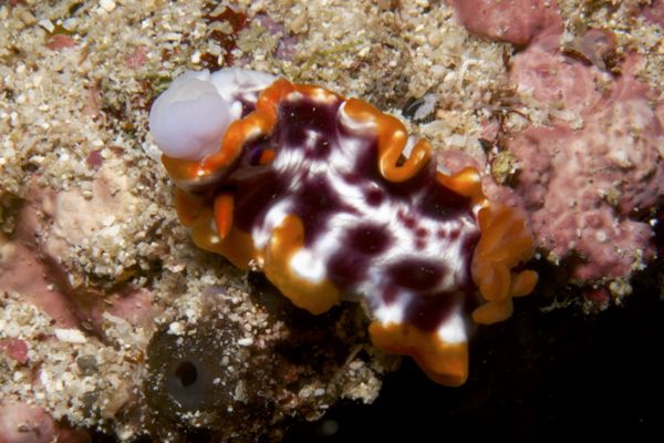 Hypselodoris purpureomaculosa