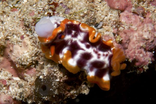 Hypselodoris purpureomaculosa