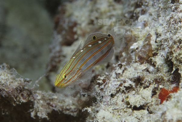 KV 1 Amblygobius rainfordi AU PO 04