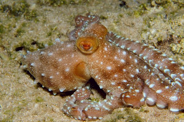 Octopus macropus