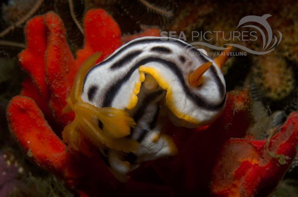 KV Chromodoris sp. PH 08 00357