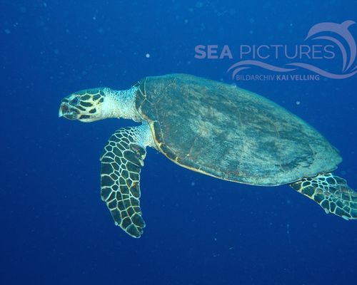 Schildkröten Schildkröten