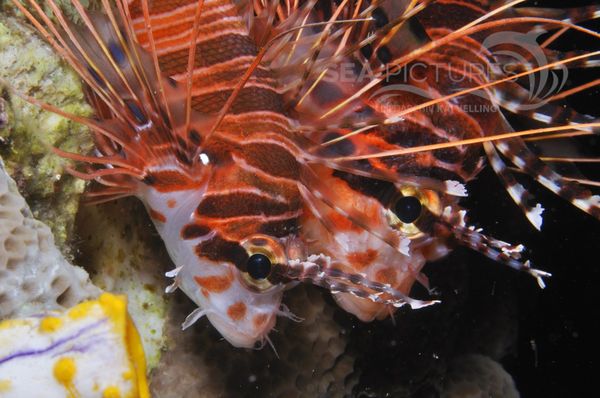 Pterois antennata