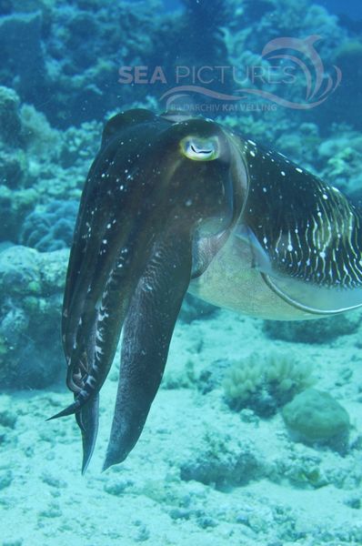 Sepia latimanus