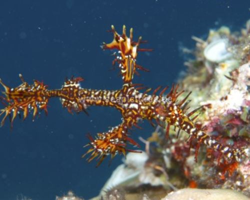 Geisterpfeifenfische