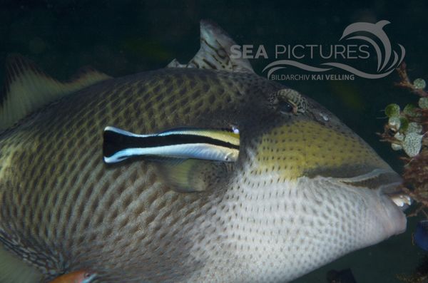 KV Balistoides viridescens mit Putzerfisch PH 08 13027