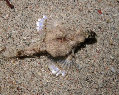 Flügelroßfische
