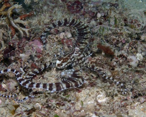 Kraken-Sepien-Kalmare