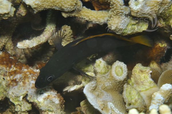 Pseudochromis fuscus