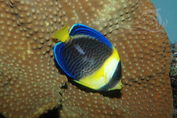 Scribbled Angelfish  Chaetodontoplus duboulayi juv 8486