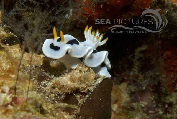 KV Chromodoris dianae MALA 06 3