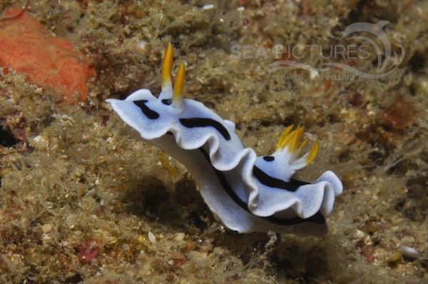 Chromodoris dianae 