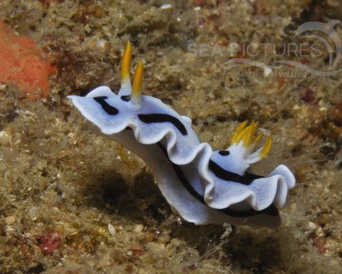 Niedere Tiere Niedere Tiere