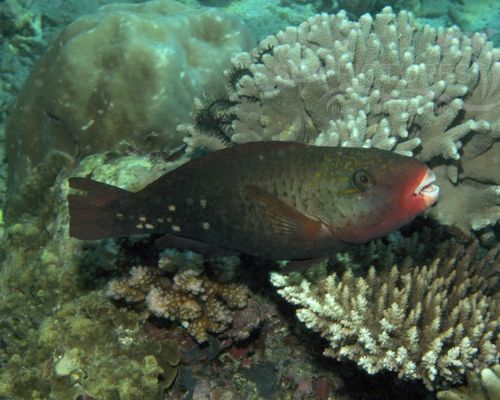Papageienfische