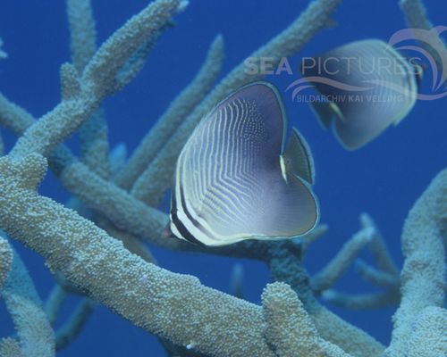 Paare-Gruppen-Schwärme