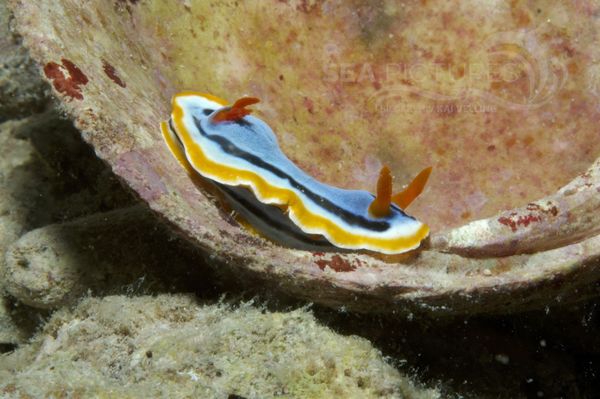 KV Chromodoris annae MaLA 06 2