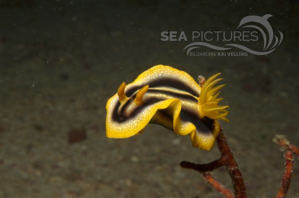 KV Chromodoris joshi PH 06 190