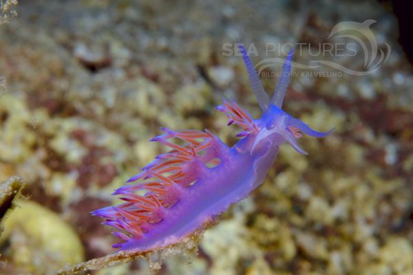 Flabellina affinis