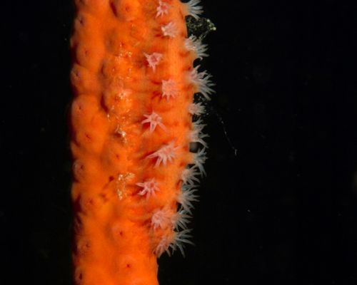 Bio-Themen Bio-Themen