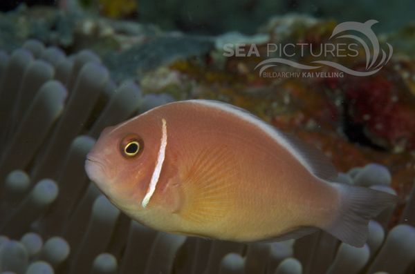 KV Halsband-Anemonenfisch Amphiprion perideraion  MALA 06 1.