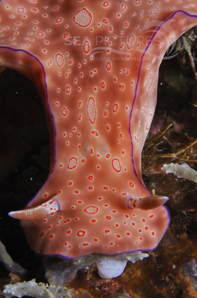 Ceratosoma cornigerum