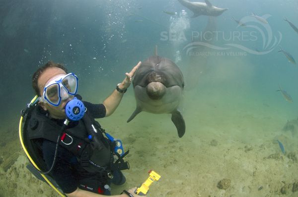 KV Grosser Tu  mmler Tursiops truncatus PH 06 008