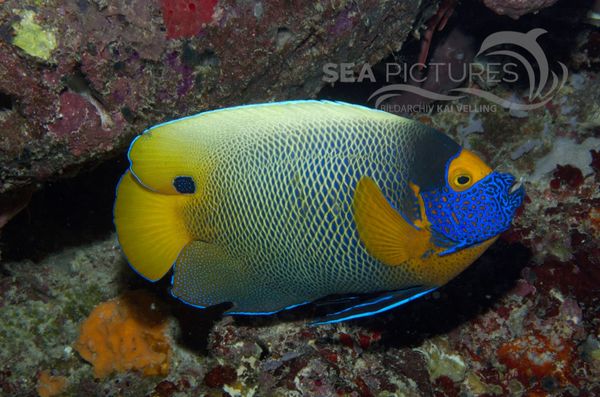  KV Blaukopf-Kaiserfisch  Pomacanthus xanthometopon   MALA 06