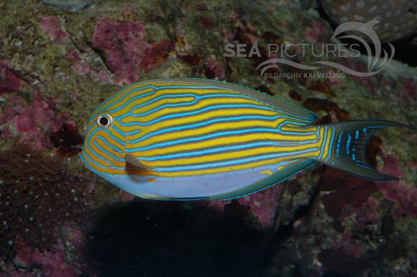 Acanthurus lineatus 4824