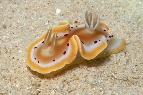 Glossodoris cruenta