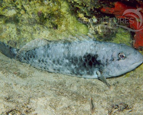 Papageienfische
