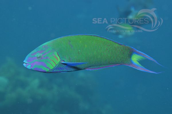 Thalassoma lunare