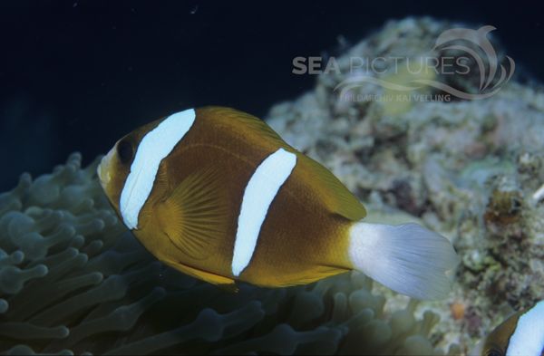 KV  Barriere Riff Anemonenfisch  Amphiprion akindynos  AU PO 04