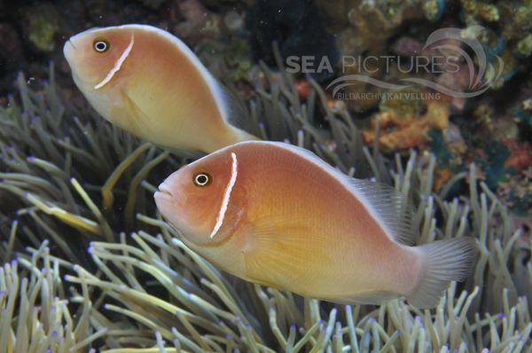 Amphiprion perideraion