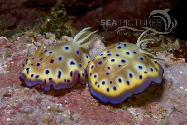 Chromodoris kunei