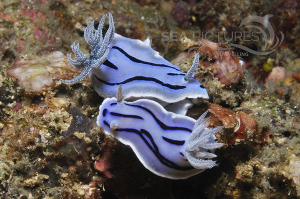 Chromodoris willani