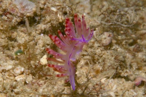 Flabellina rubrolineata