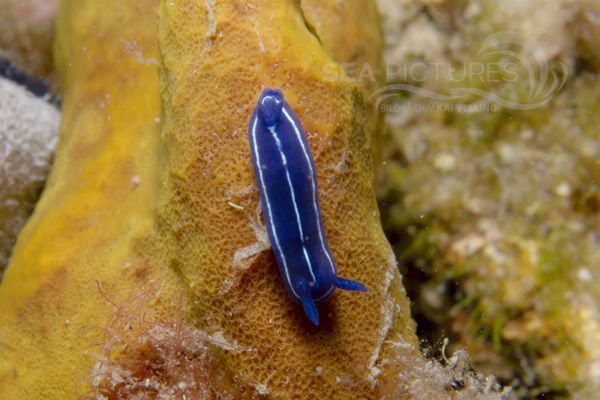 Hypselodoris orsinii 