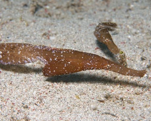 Bio-Themen Bio-Themen